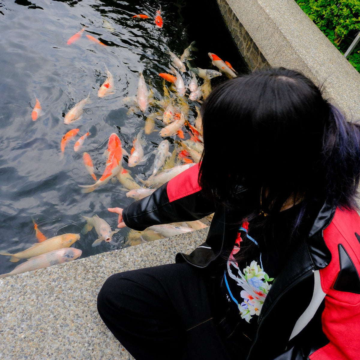 A person in a black and red jacket sits by a pond, reaching toward a school of orange and white koi fish swimming in the water.